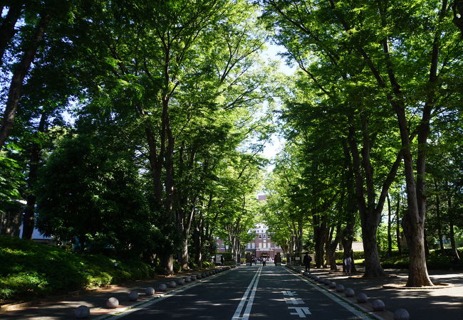成蹊学園ケヤキ並木 クチコミ アクセス 営業時間 吉祥寺 三鷹 フォートラベル