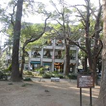 右側にある二股に分かれた木です。