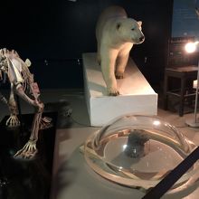 屋外展示場をこのドームからくまさん見えますよという説明展示物