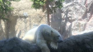 ほっきょくぐまはやはり大きかった