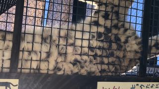 ゆきひょうのおなかに触ってみたい