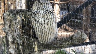 悟りを開いたお姿