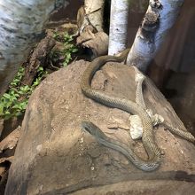 青大将ですか　違いますか