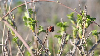 海岸が近く、知床連山が一望です。