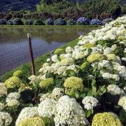 開成町の紫陽花はすでに満開 祭を待ってたら終わっちゃう