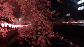 夜の目黒川の桜並木は見応えありました。