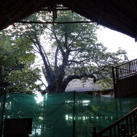ロビー中央のバオバオの木