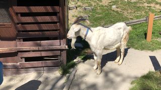 こども牧場のヤギさんに社会の縮図を見た！！