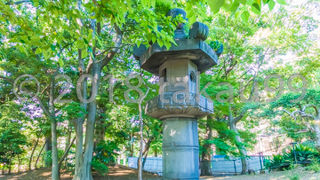 木が邪魔して若干写真が撮りずらいようです。