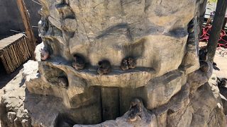 動物園にはやっぱりサル山