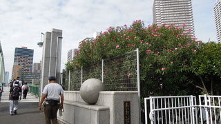 淡いグリーンカラーが美しい