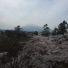 岩木山と桜