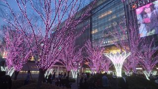 春らしいイルミネーションになっていると思いました。