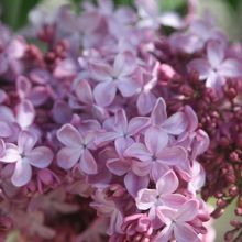 華やかな色合いの「紫色の花」
