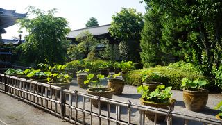 一面に蓮鉢が置かれていて