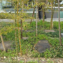 竹林の中に、大小の江戸幕府蔵屋敷の礎石が、広く見えます。