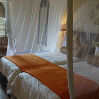 ハリウッドスタイルベットにレースの天蓋がついており素敵