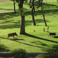 庭を散歩するイボイノシシ