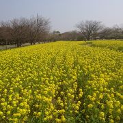 菜の花畑にはとても圧巻されました。