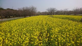 菜の花畑にはとても圧巻されました。