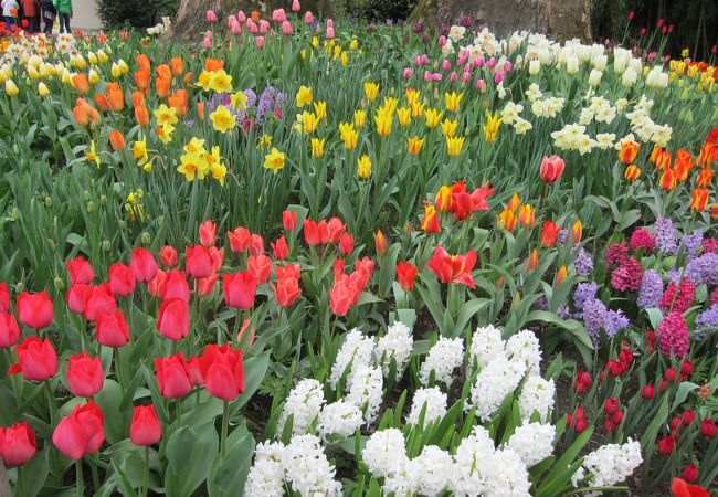 四季の花が楽しめるけど、チューリップが一番！