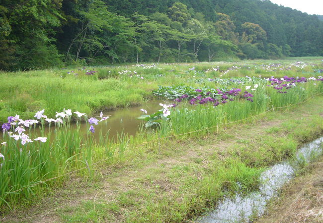 四万十トンボ自然公園 クチコミ アクセス 営業時間 中村 四万十川周辺 フォートラベル