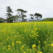 一面の菜の花を観たいならやっぱりここになるのかもしれません