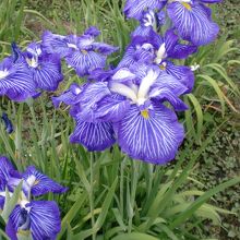 花しょうぶ