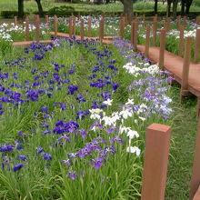 花しょうぶ