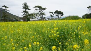 一面の菜の花を観たいならやっぱりここになるのかもしれません