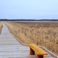 湿原の中を歩く木道が整備されています