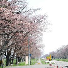 満開にはちょっと早い静内・二十軒道路の桜並木