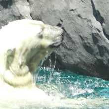 白クマのリラ3歳  2014年12月21日　円山動物園生まれ