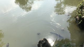 渡る時に冷や冷や