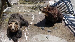 のぼりべつクマ牧場 