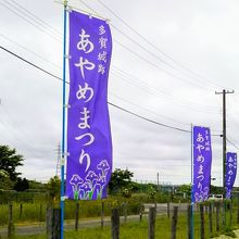 「あやめまつり」の幟