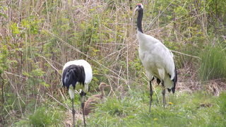 ヒナがだいぶ大きく育っていました。
