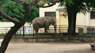 動物園のスターが揃っている