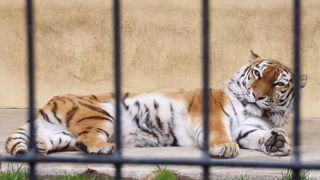 猛獣舎はお勧めです。