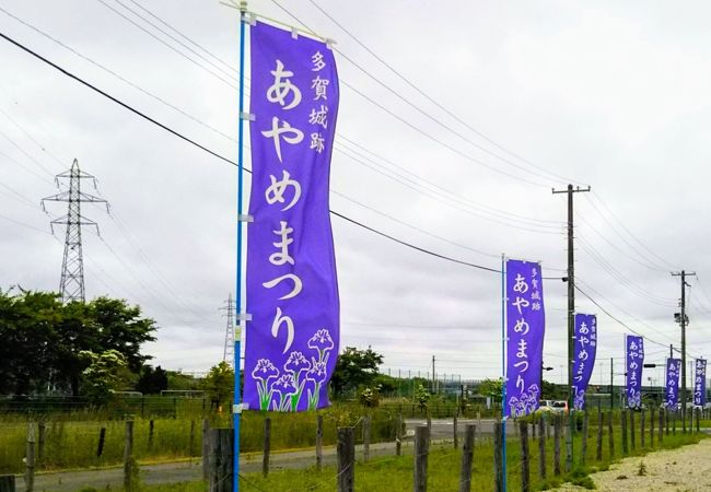 「多賀城跡あやめまつり」2018年は6月16～30日