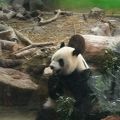 ゆっくりパンダを見れる
