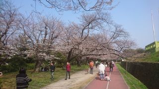 桜スポットが多いイベントでした。