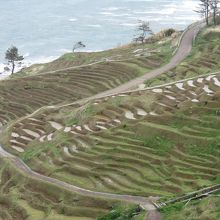 田植えするのが大変そう。荒れた田んぼもあります。