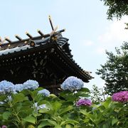 都内で紫陽花の名所と言えば白山神社