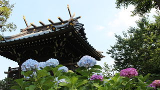 都内で紫陽花の名所と言えば白山神社