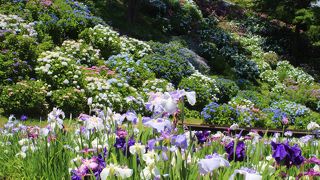 「小田原城あじさい花菖蒲まつり」