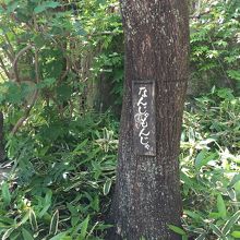 なんじゃもんじゃの木