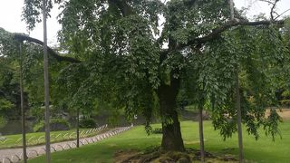 独特の枝ぶりです