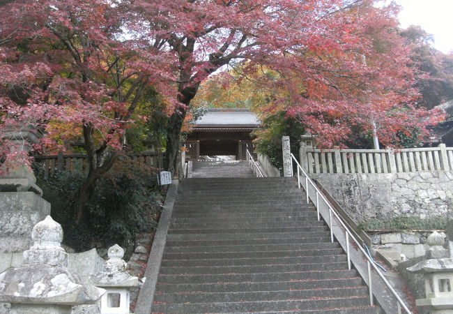 紅葉の色づきが悪い