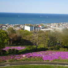 芝桜とオホーツク海